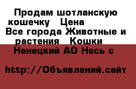 Продам шотланскую кошечку › Цена ­ 10 000 - Все города Животные и растения » Кошки   . Ненецкий АО,Несь с.